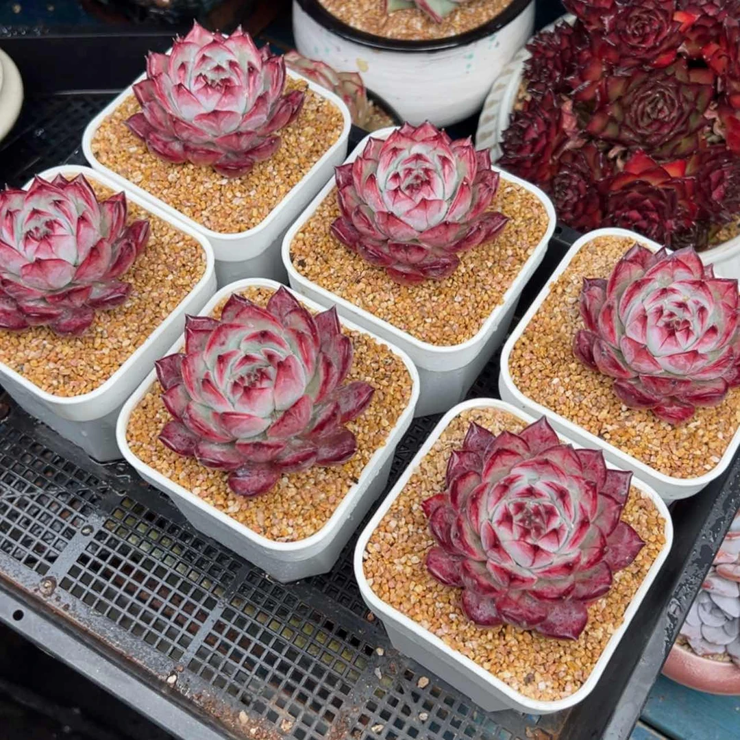 【闪购商品】多肉0110.卡罗拉