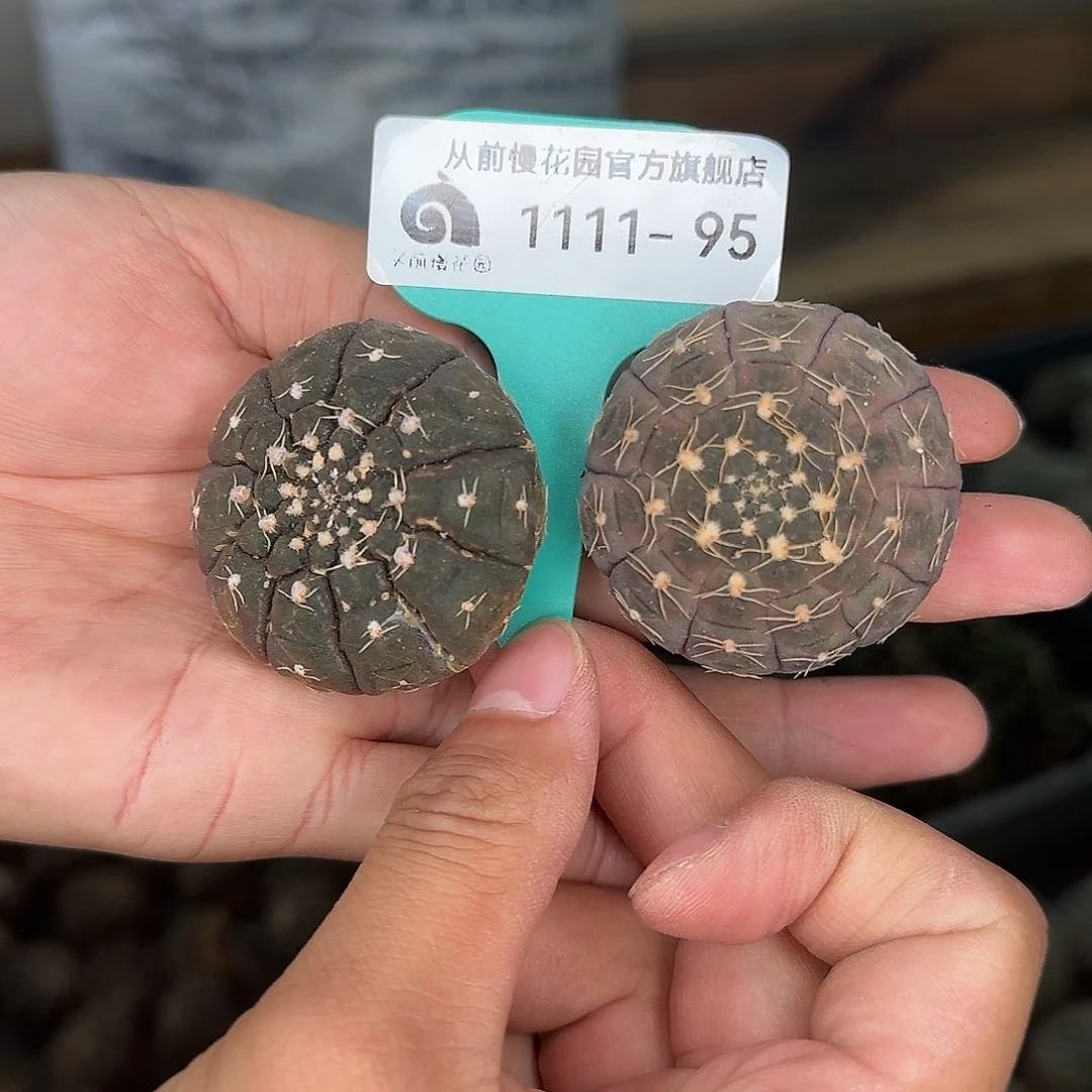 多肉植物编号1111-95