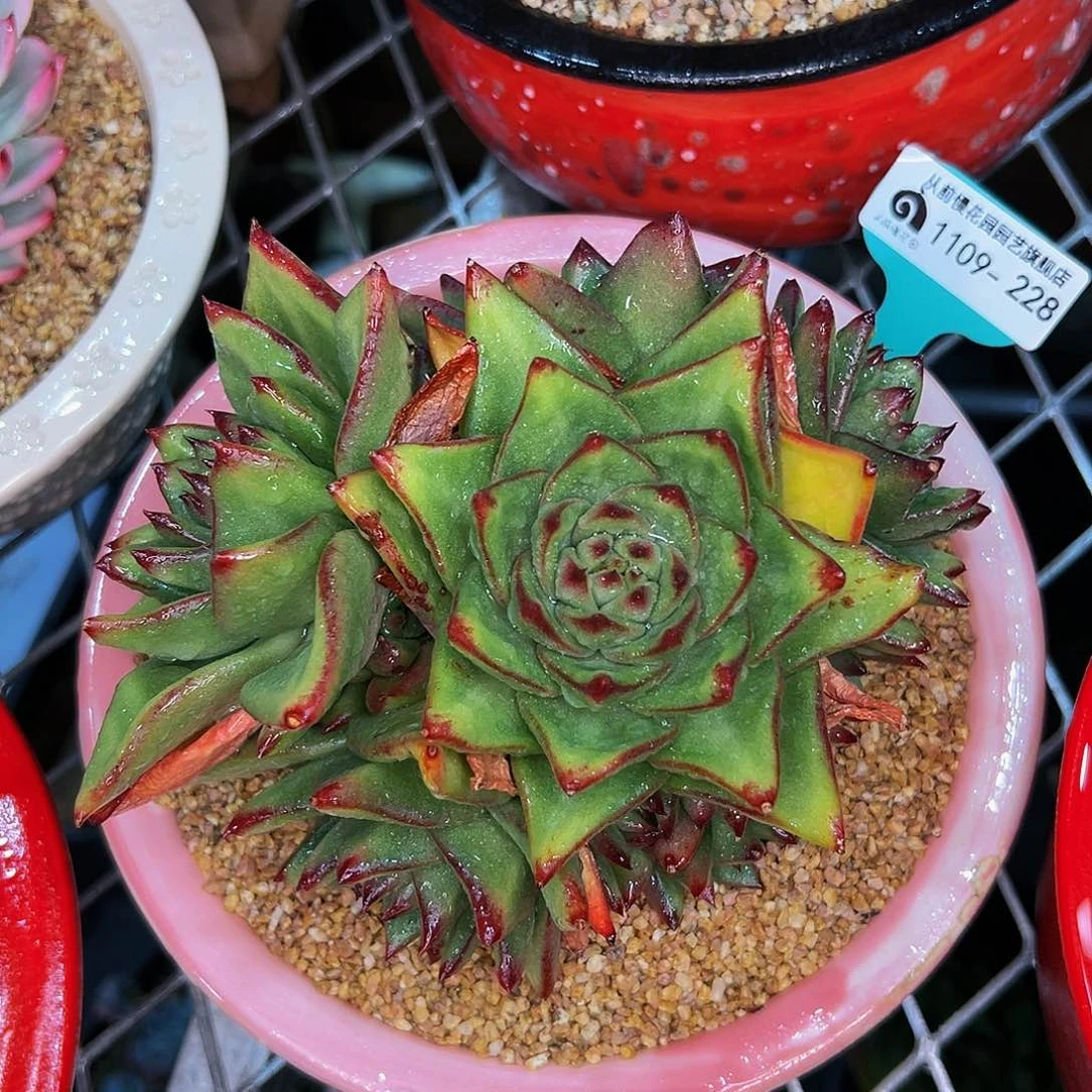 多肉一物一拍1109-228