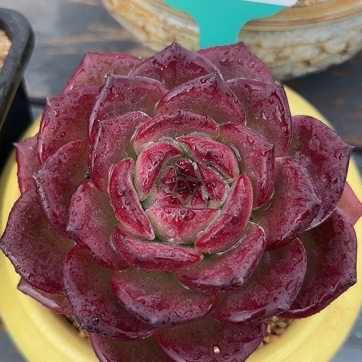 从前慢花园多肉编号0819-54