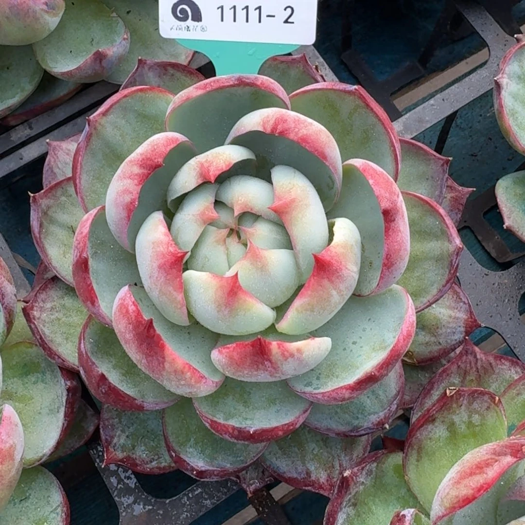 从前慢花园多肉编号11.11-2惊鸿仙子