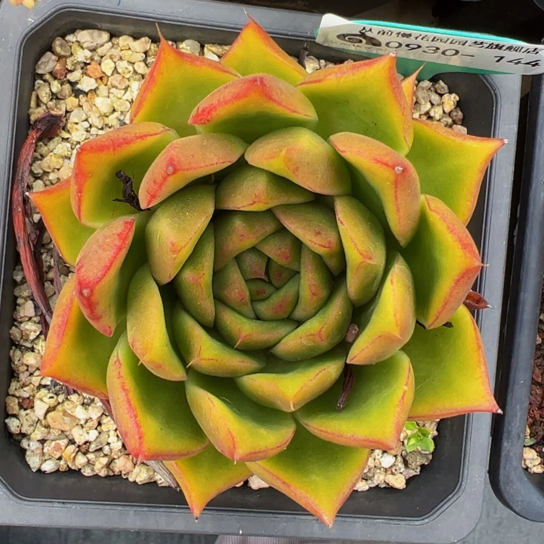 从前慢多肉精选编号0930.144