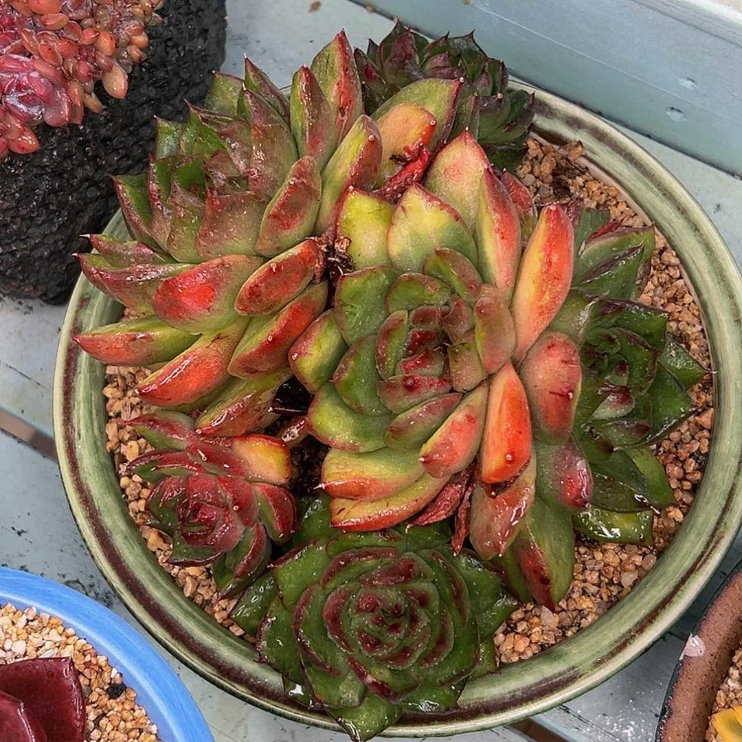 多肉一物一拍1027-宝石锦