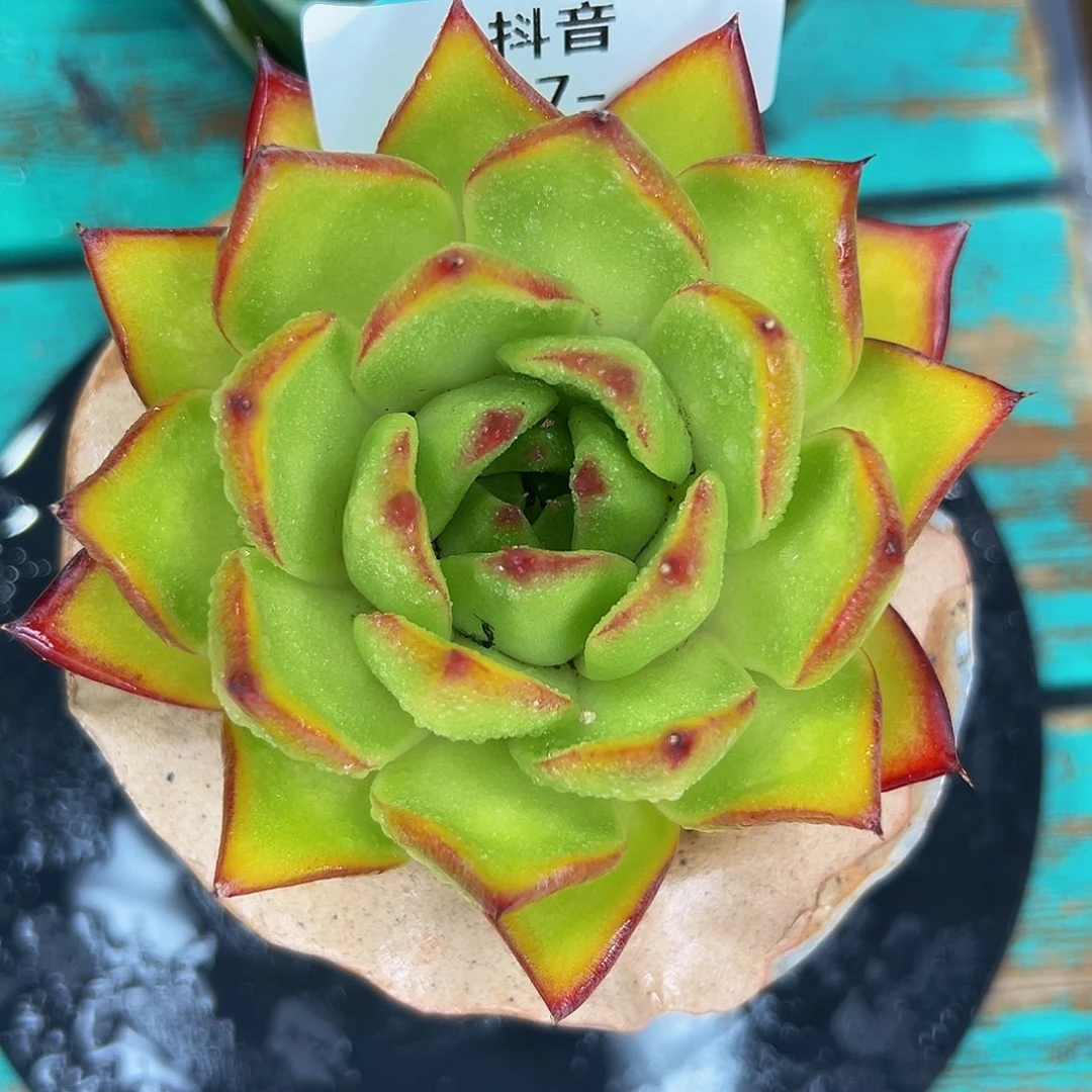 多肉一物一拍0827-48