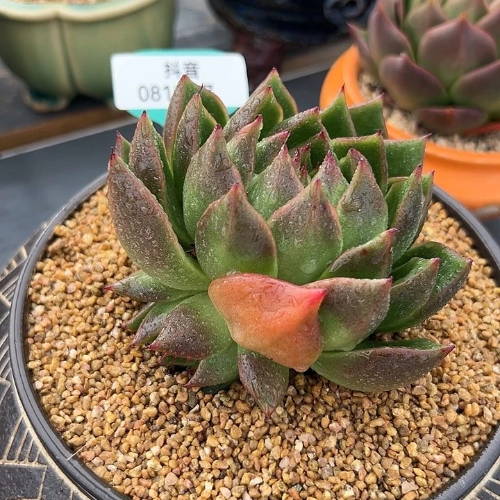 从前慢花园多肉编号0818-7水母
