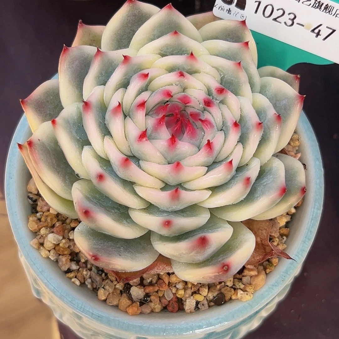 多肉一物一拍1025-47