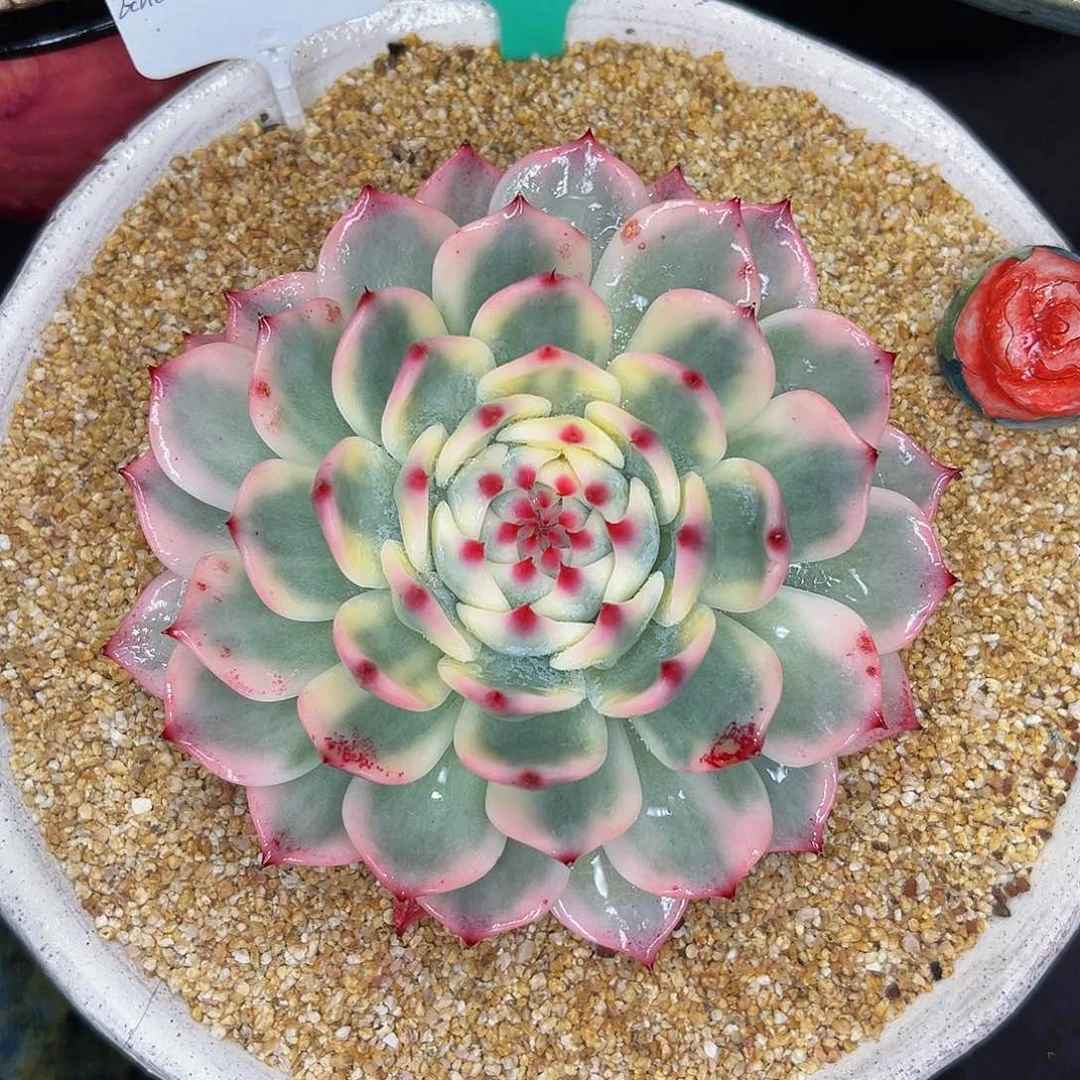 多肉一物一拍1021！300吉娃娃锦