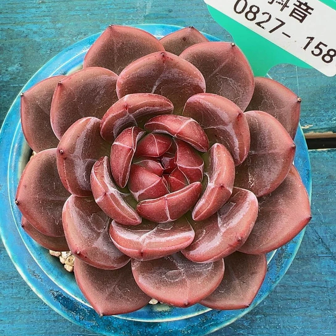 多肉一物一拍0827-158