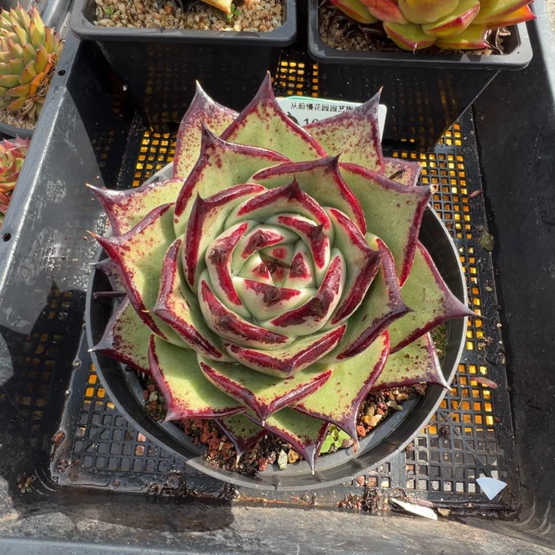 从前慢多肉精选编号1031.81