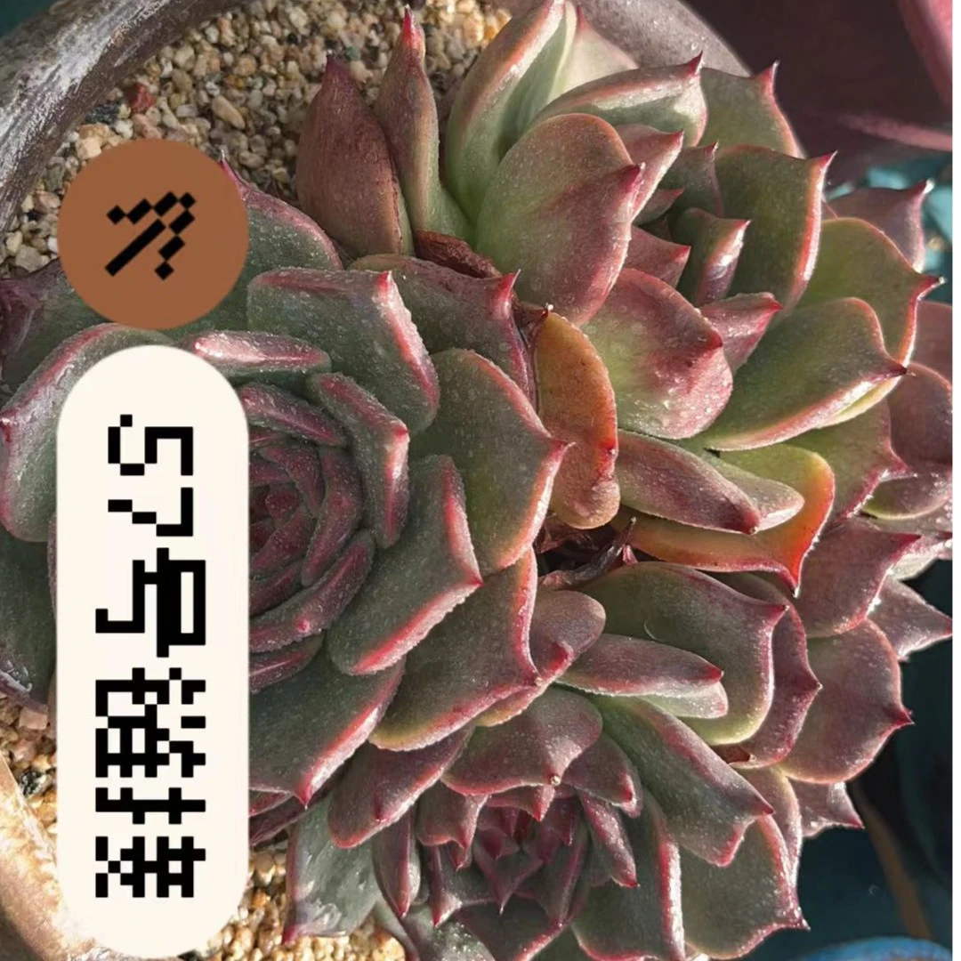 【从前慢花园】   （121-140）多肉直播    57号链接