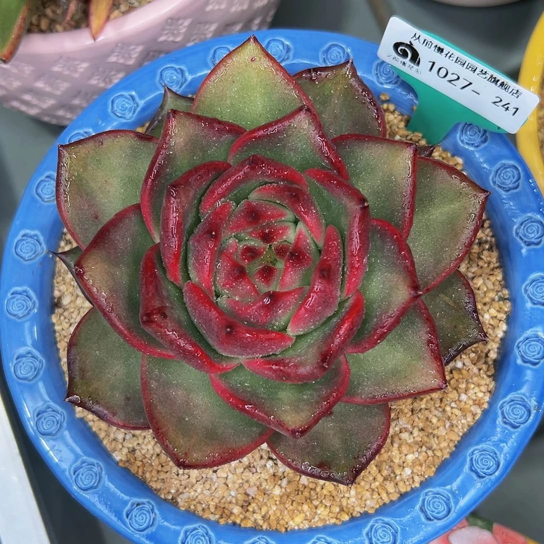 多肉一物一拍1027-241