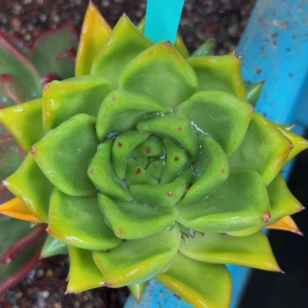 从前慢多肉精选编号0930.191