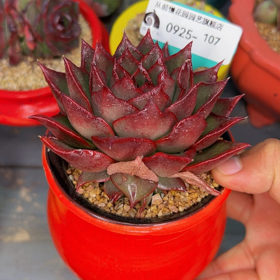 多肉一物一拍0925-107