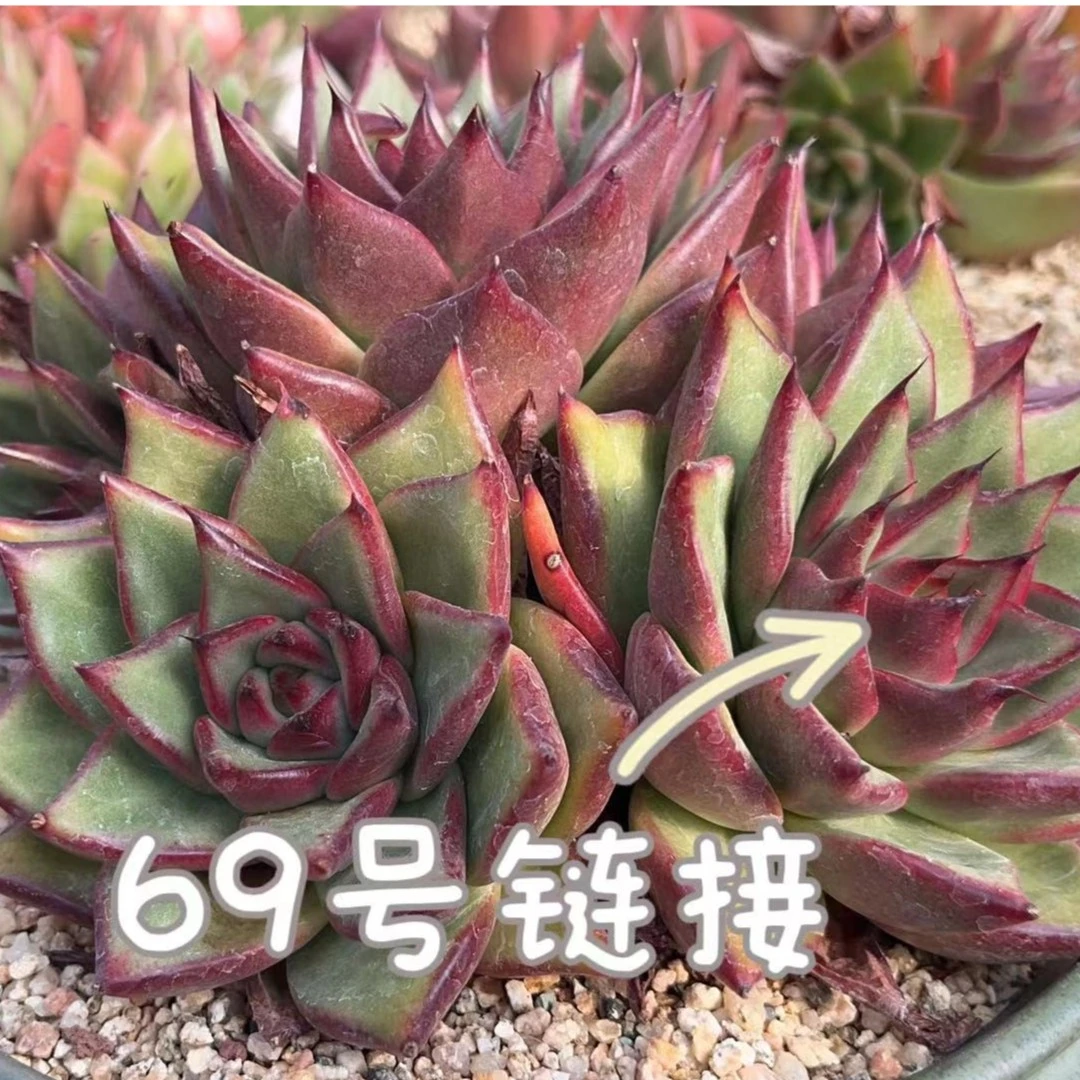 【从前慢花园】   （361-380）多肉直播    69号链接