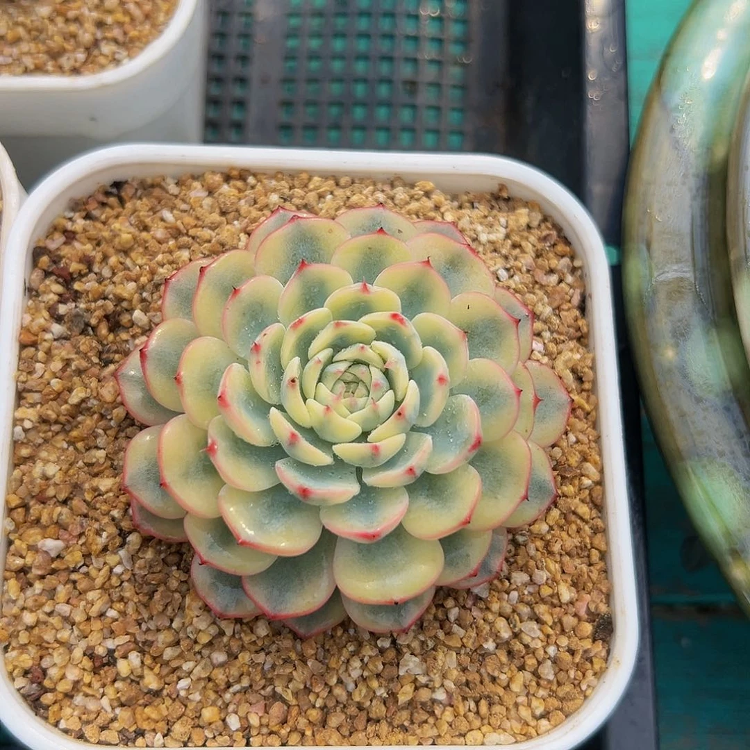 姬莲锦多肉编号1025-