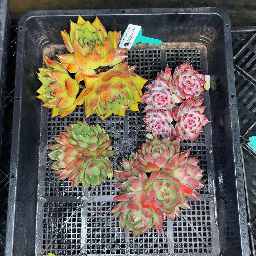 多肉编号1026-236