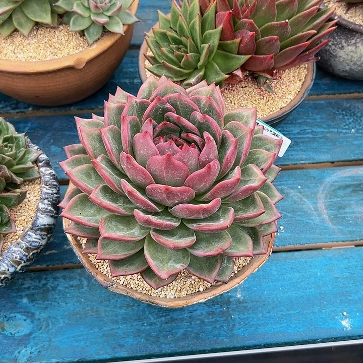 多肉一物一拍1104-25