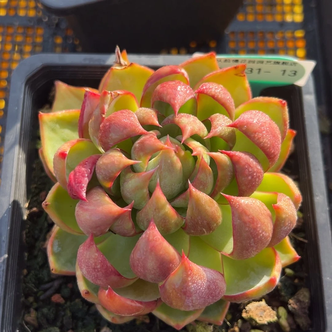 从前慢多肉精选编号1031.13