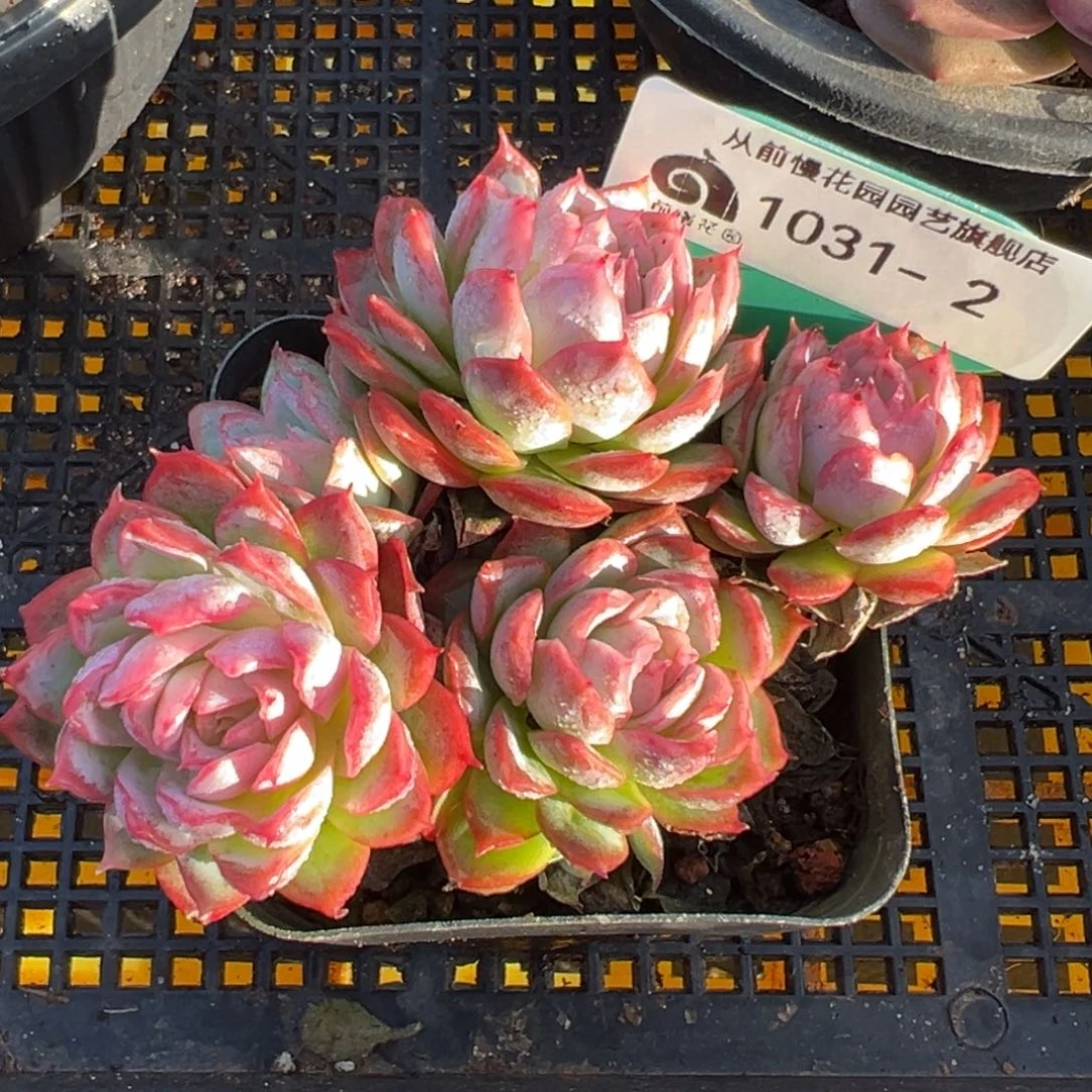 从前慢多肉精选编号1031.2