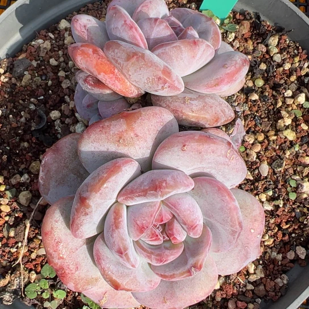 从前慢多肉精选编号1029.105