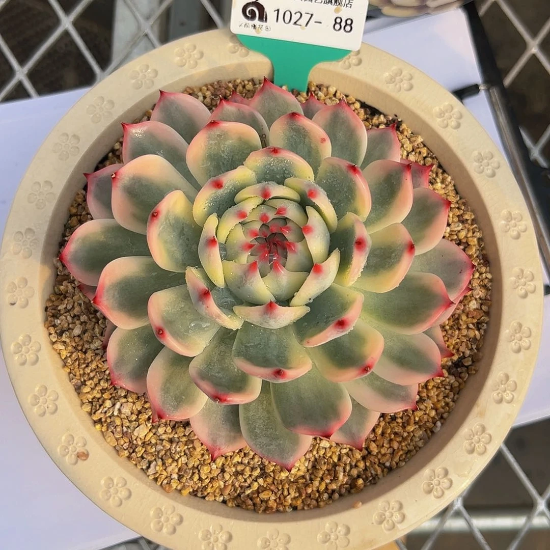 多肉一物一拍1027-88