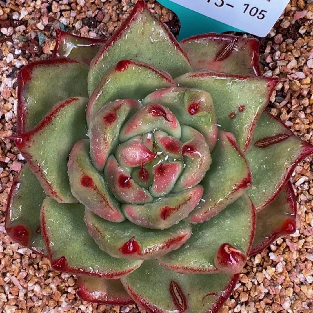 从前慢多肉精选编号1015.105