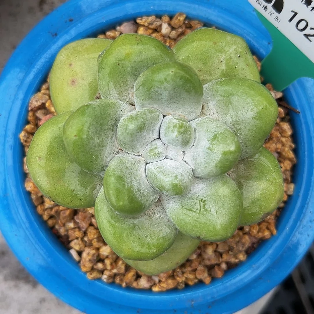 多肉一物一拍编号1021-3