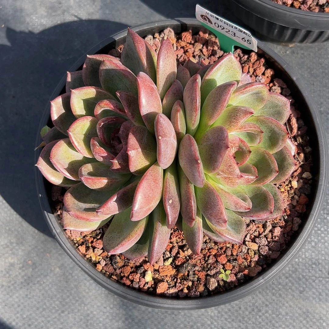 从前慢多肉精选编号0923.65