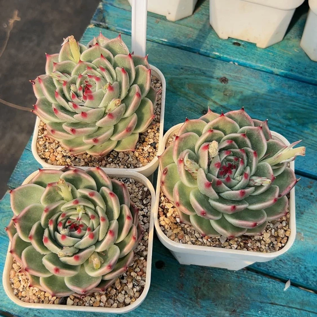 【闪购商品】单头托斯卡