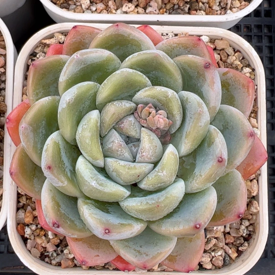 【闪购商品】玉蝴蝶惊喜