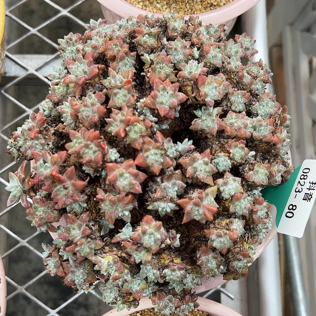 多肉一物一拍0823-80