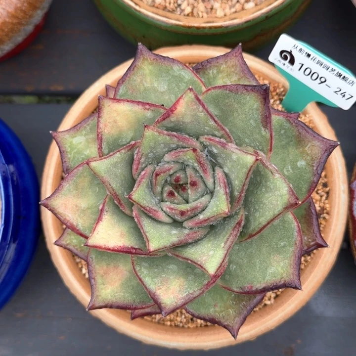 多肉编号1009-247
