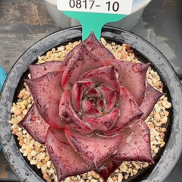 从前慢花园多肉编号0817-10