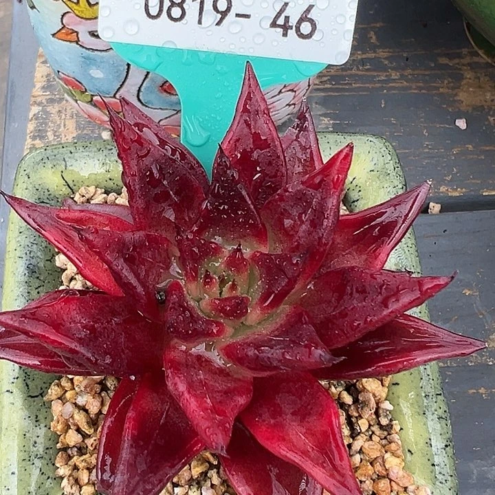 从前慢花园多肉编号0819-46