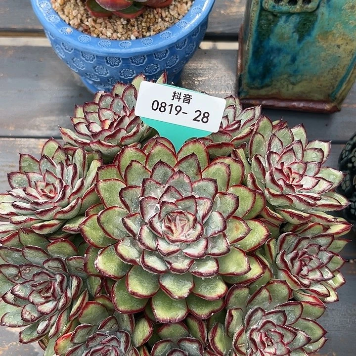 从前慢花园多肉编号0819-28肉酱玫瑰