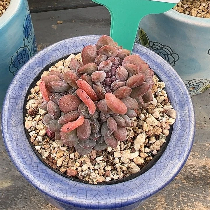 阿**喵从前慢花园多肉编号0817-8