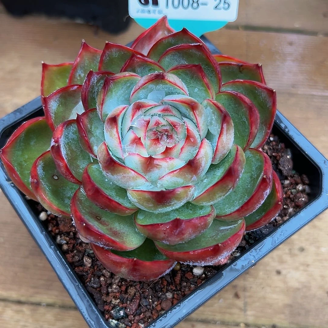 婆*多肉一物一拍1008-25