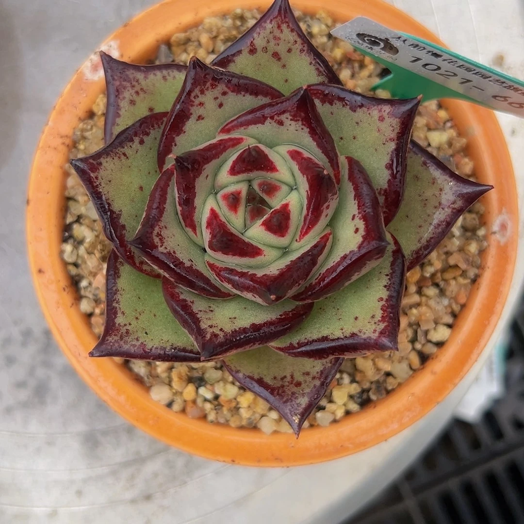 多肉一物一拍编号1021-66