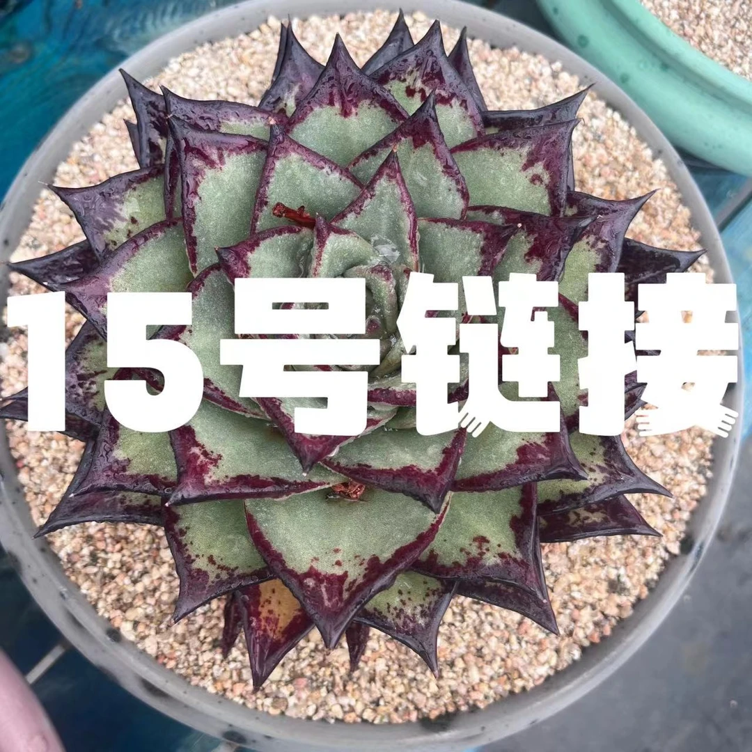【从前慢花园】   （281-300）多肉直播       15号链接