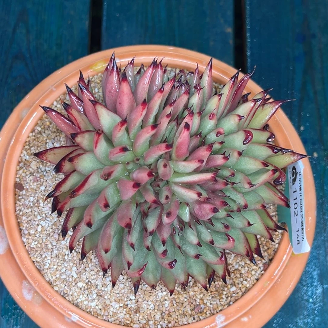 傻**名从前慢多肉精选编号1102.148