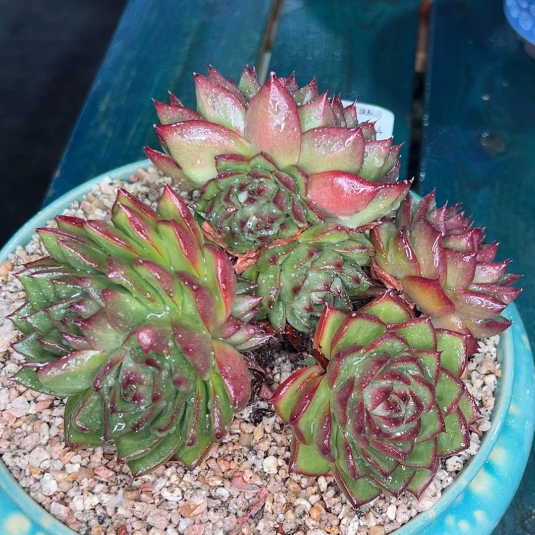 从前慢多肉精选编号1102.134