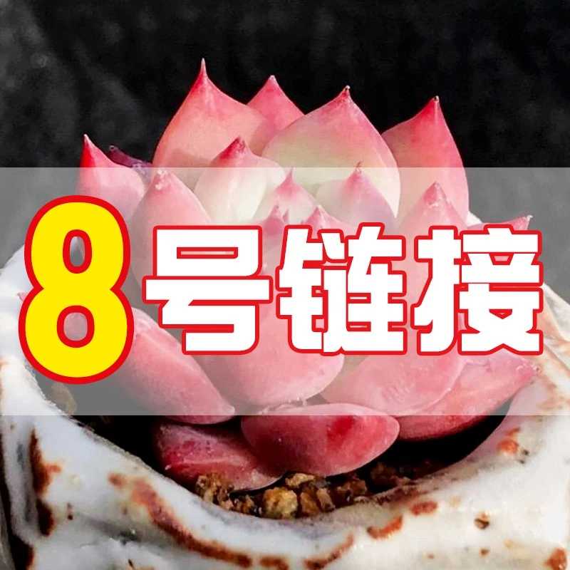 【从前慢花园】   （141-160）多肉直播       8号链接