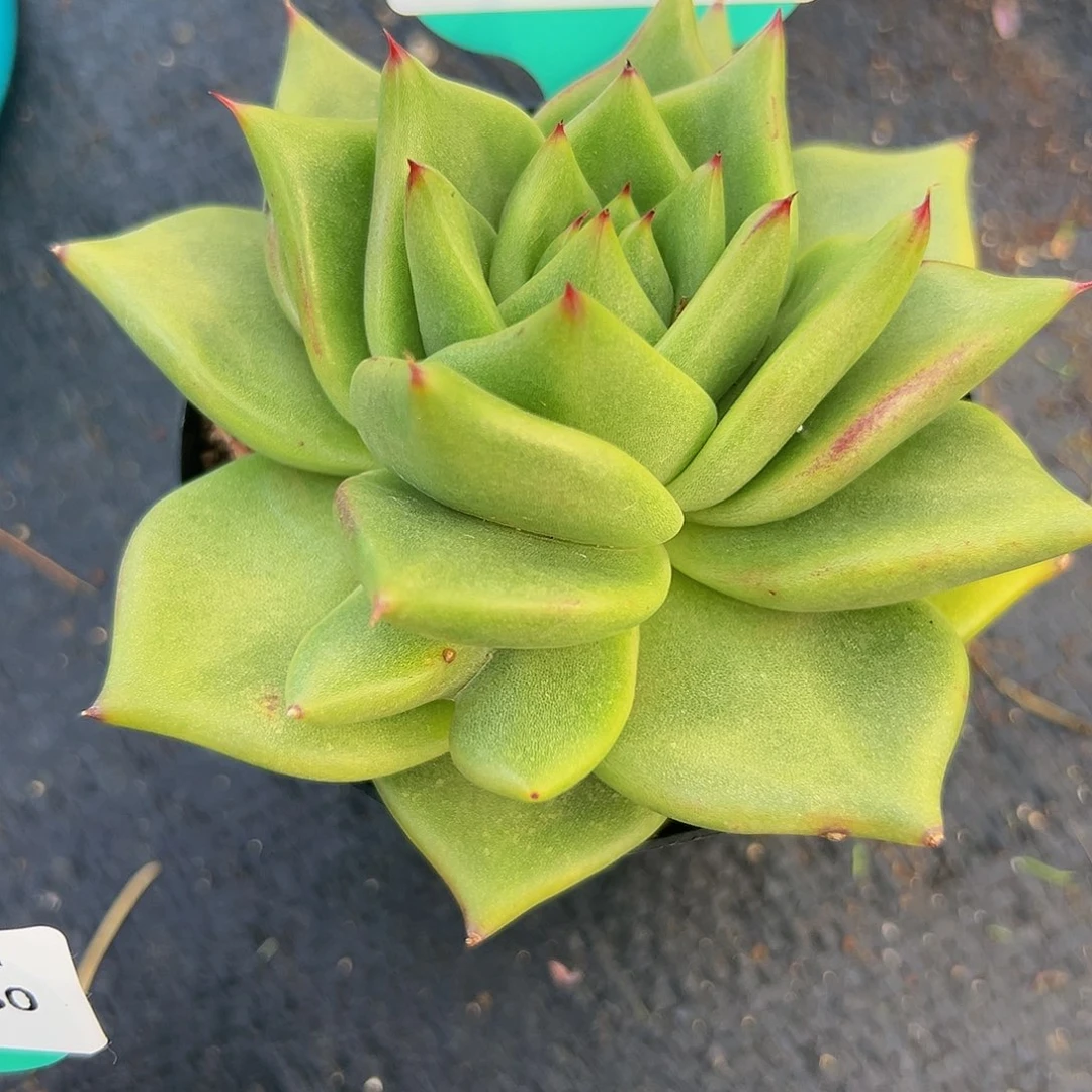 多肉一物一拍编号0926-181