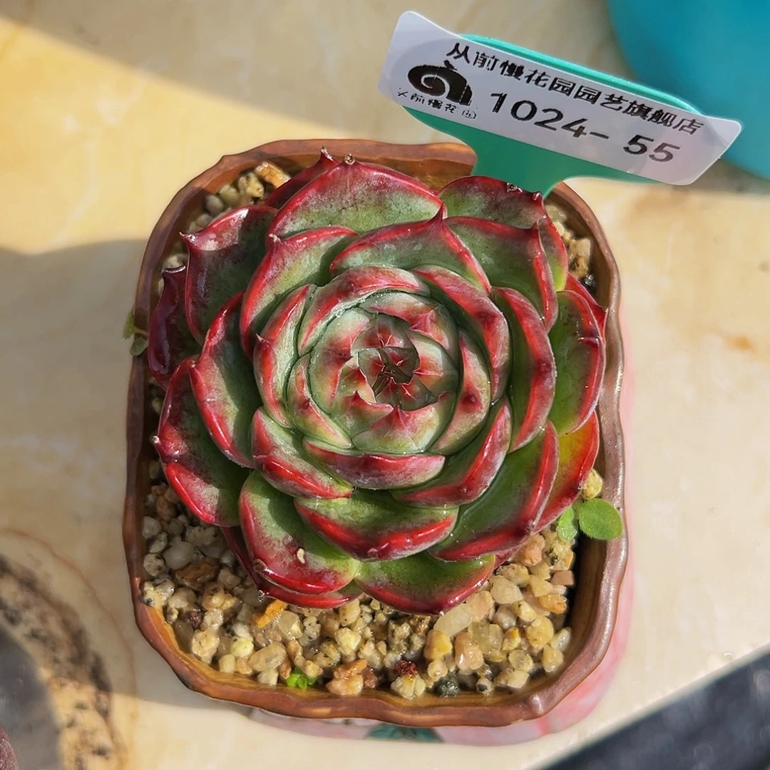 多肉一物一拍编号1024-55