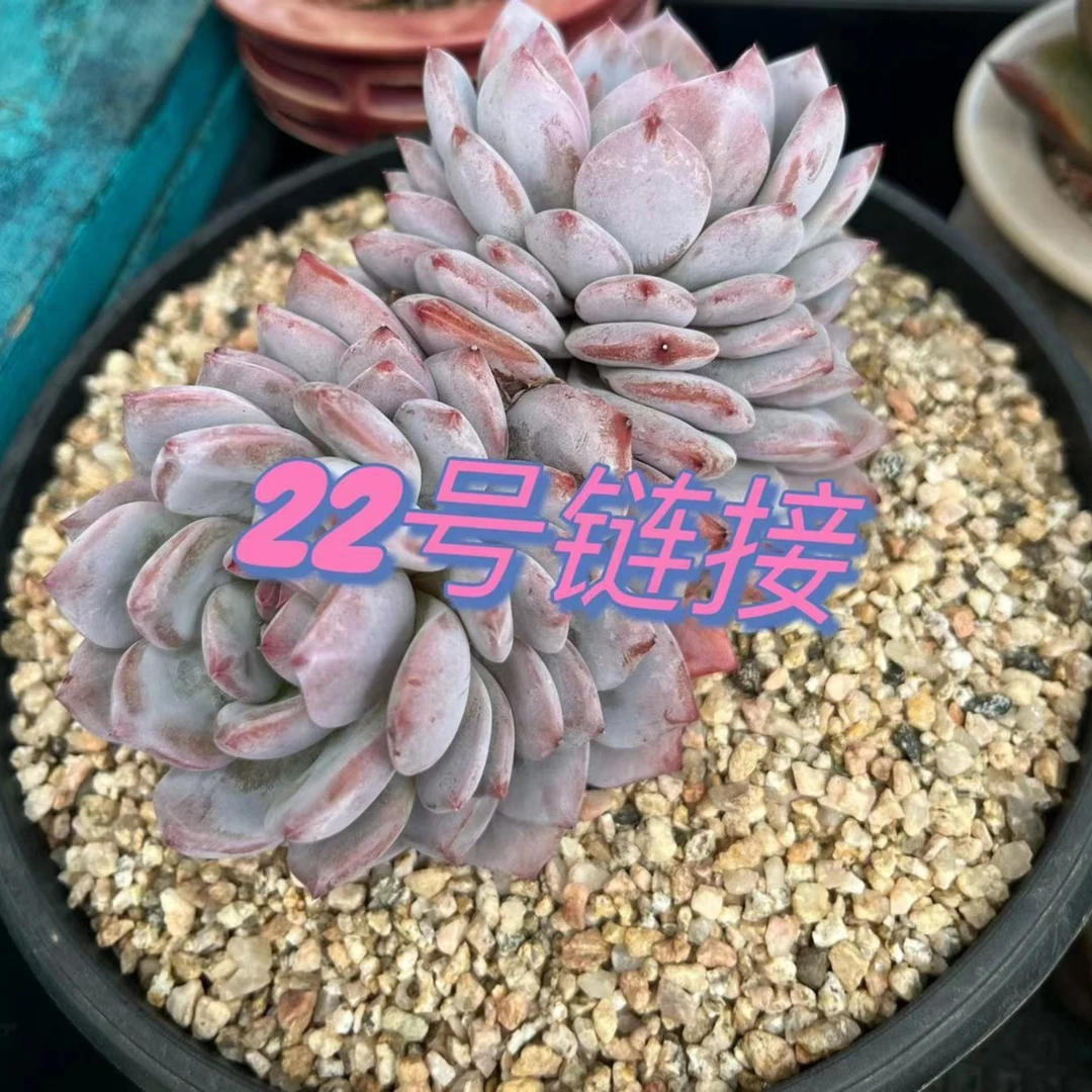 【从前慢花园】   （211-220）多肉直播       22号链接