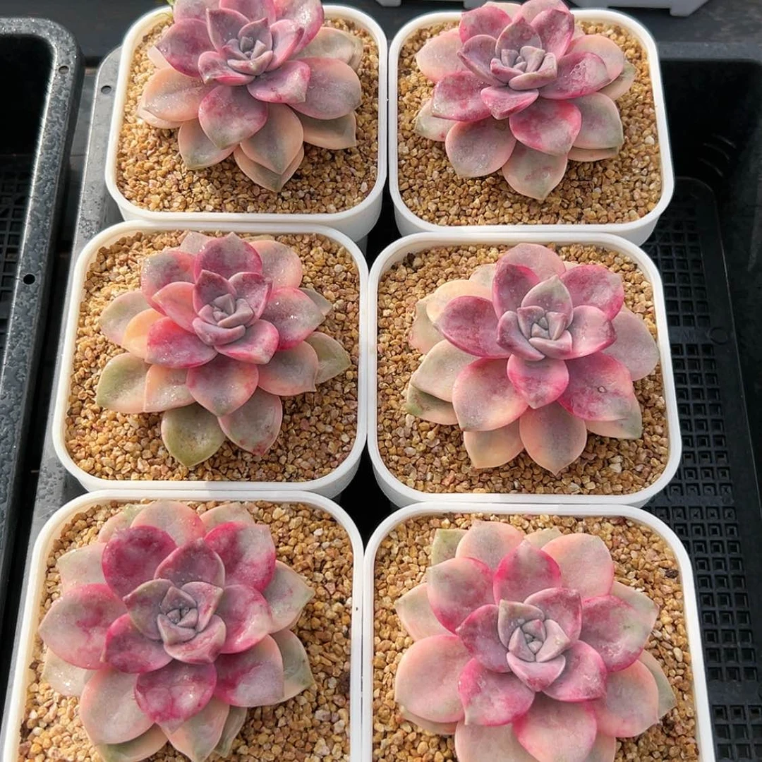 【闪购商品】紫乐锦