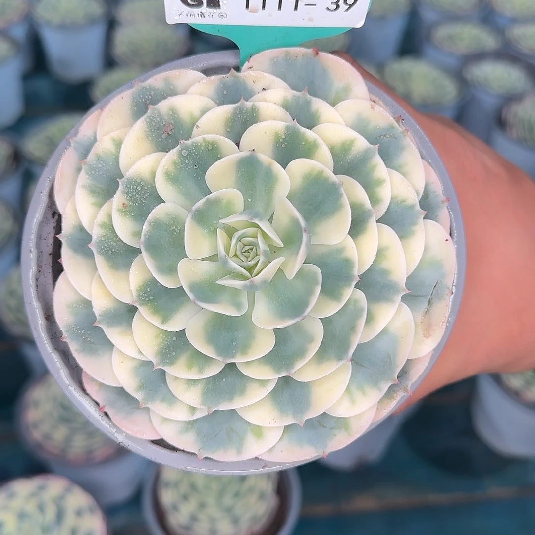 多肉植物编号1111-39
