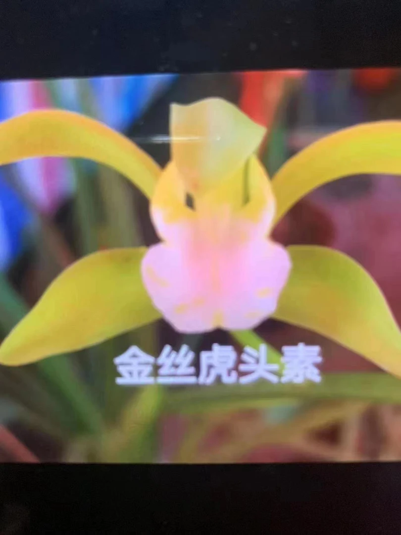 金丝虎头素虎头兰开花浓香型一杆多花，一年四季不落叶
