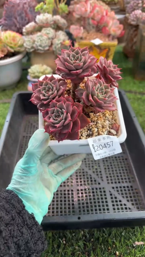 【闪购商品】20457