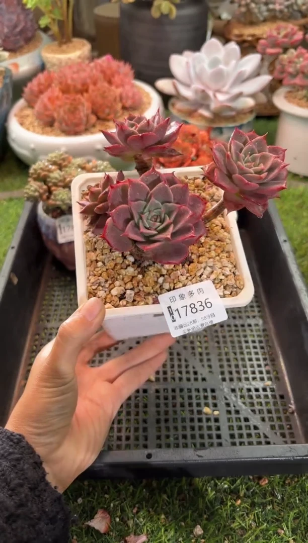 【闪购商品】17836